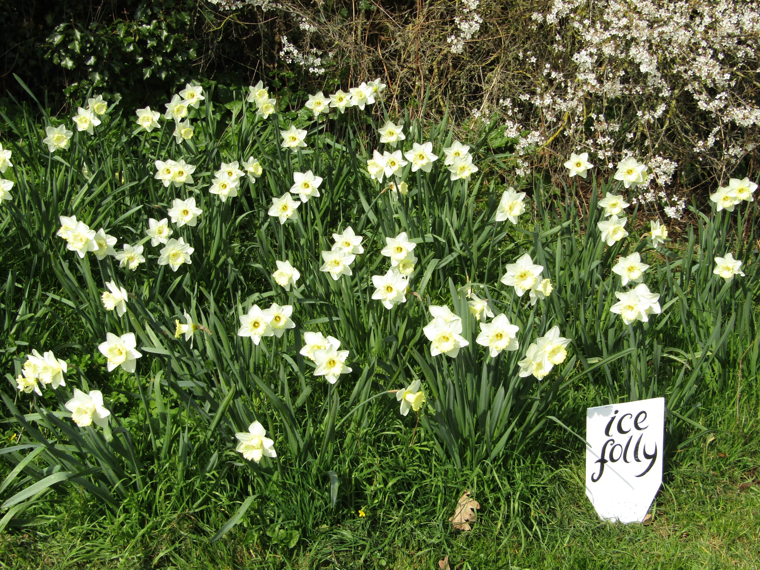 Grendon Daffodil Festival